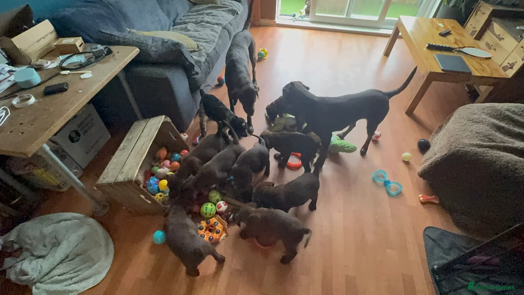 Labrador Retriever dogs for sale: FULLY VACCINATED & DEWORMED - Advert 2