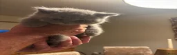 British Shorthair cats for sale: Stunning Gccf reg litter  - Advert 8