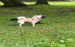 Pomeranian dogs for sale: Pomeranian girl  - Advert 6