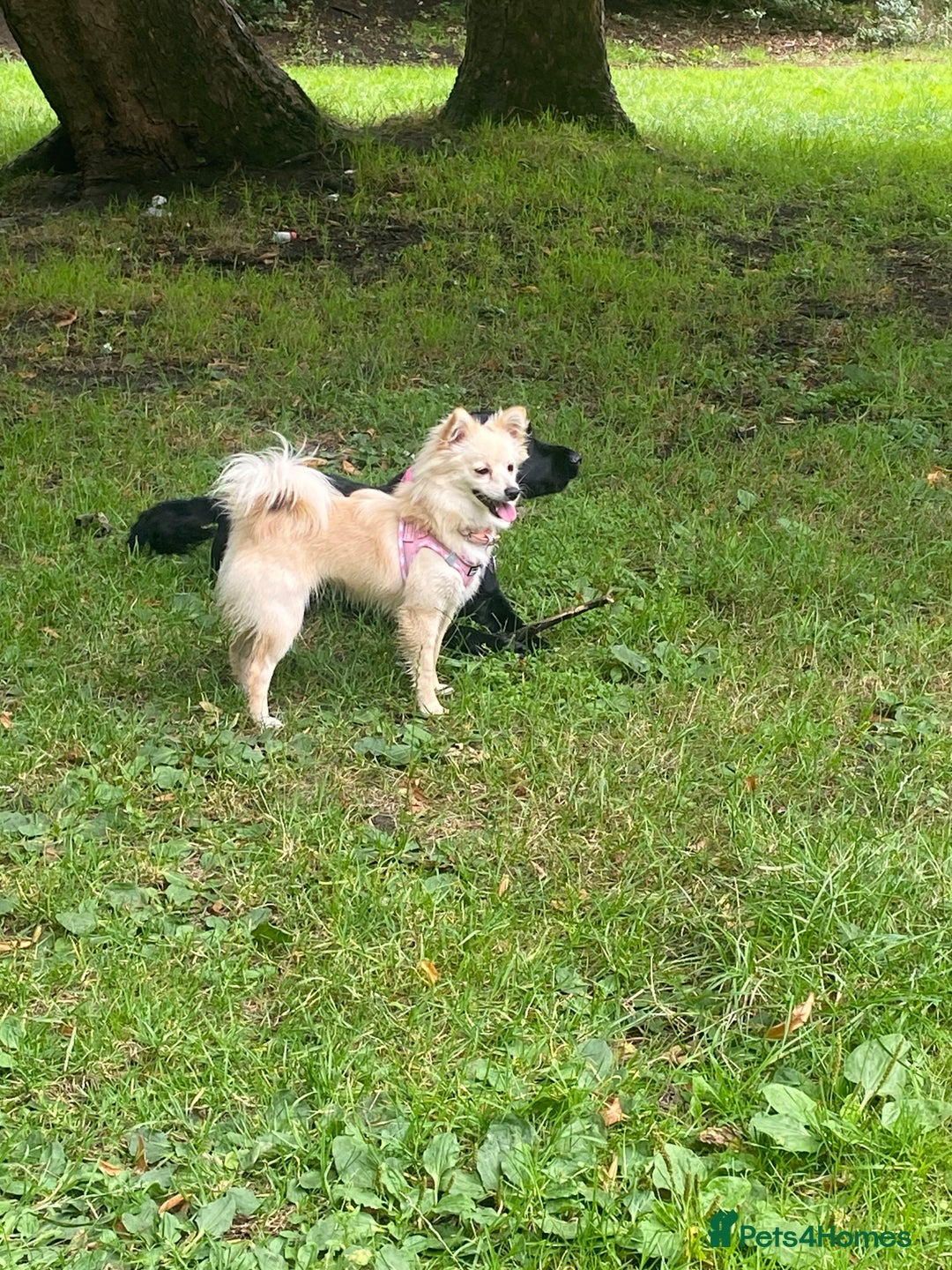 Pomeranian dogs for sale: Pomeranian girl  - Advert 6