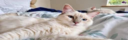Ragdoll cats for stud: *stud*Gccf & tica entire active bluepoint ragdoll - Advert 7