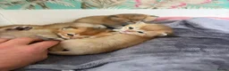 British Shorthair cats for sale: Exceptional Golden BSH Cross Kittens - Advert 9