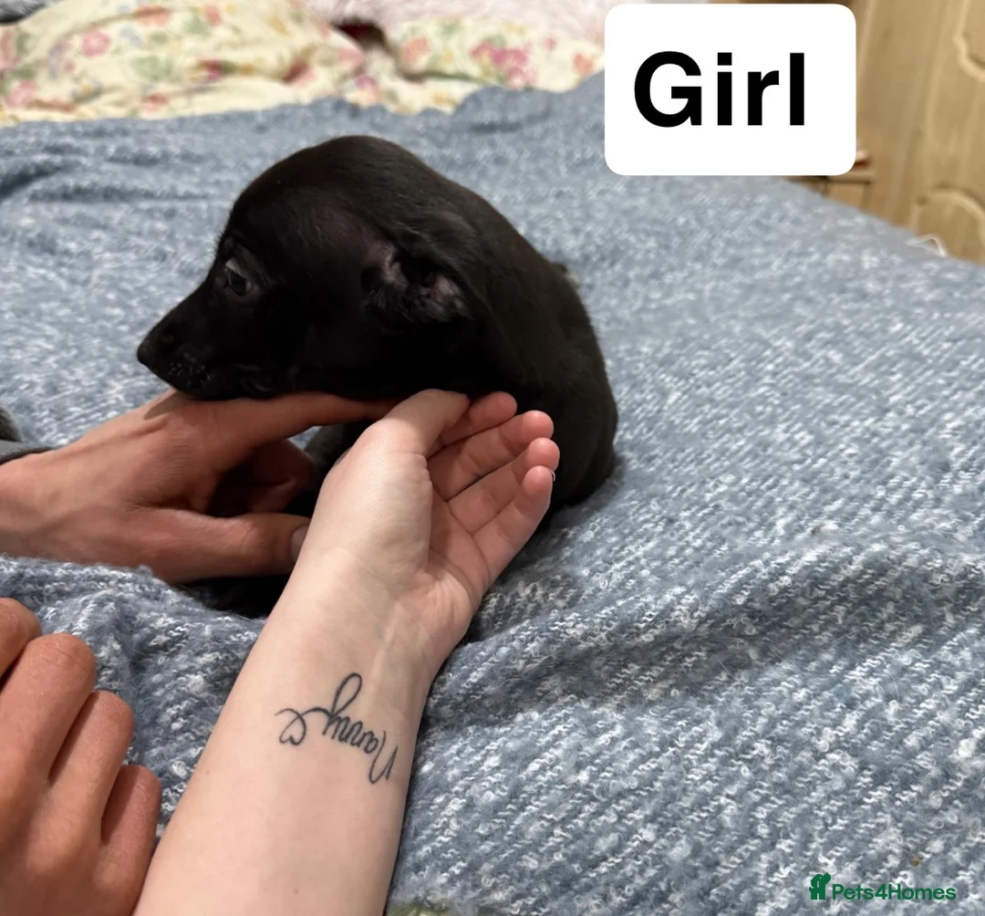 Mixed Breed dogs for sale: Black with white chest female pup in Shrewsbury - Advert 1