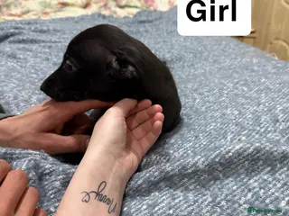 Mixed Breed dogs Black with white chest female pup in Shrewsbury - Advert 1