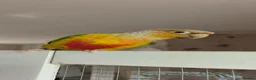 Conures birds for sale: Diego - Advert 3
