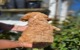 Cockapoo dogs for sale: F1 working cockapoo puppies - Image 18
