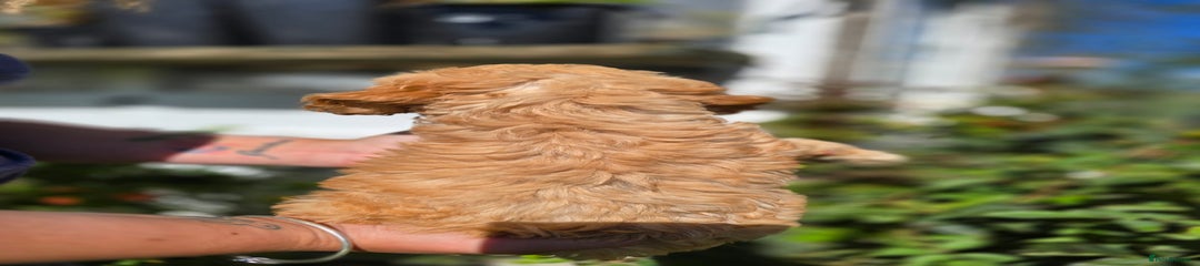 Cockapoo Puppy 1