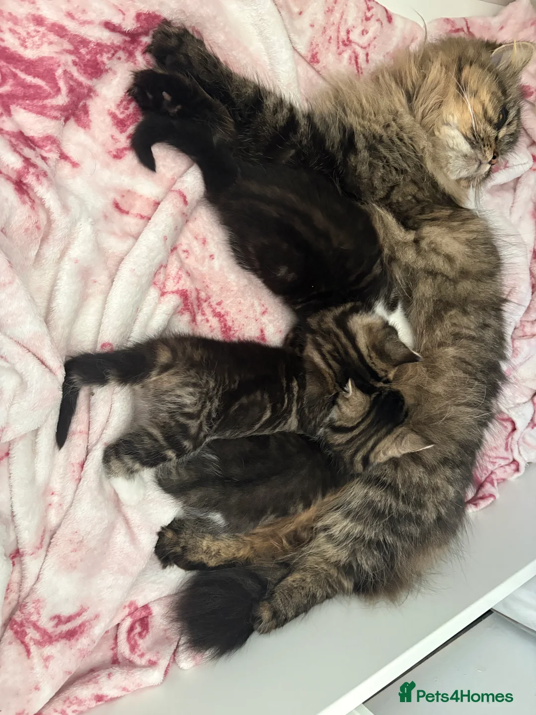 Mixed Breed cats for sale: 1/2 Persian kittens  - Advert 3