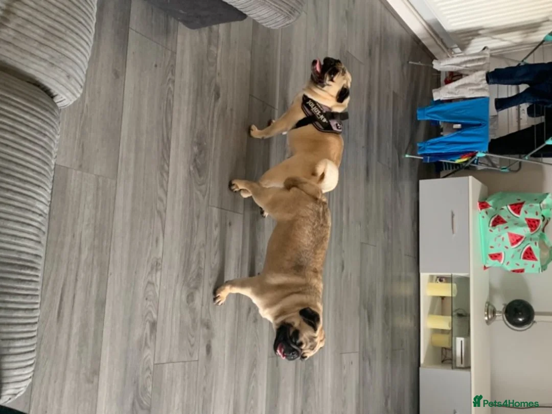 Pug dogs for stud: fawn pug stud  in Brighton - Advert 3