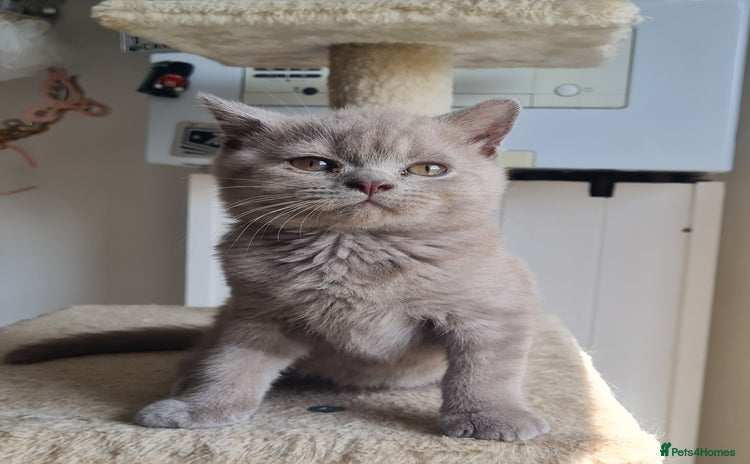 British Shorthair cats - Advert 9