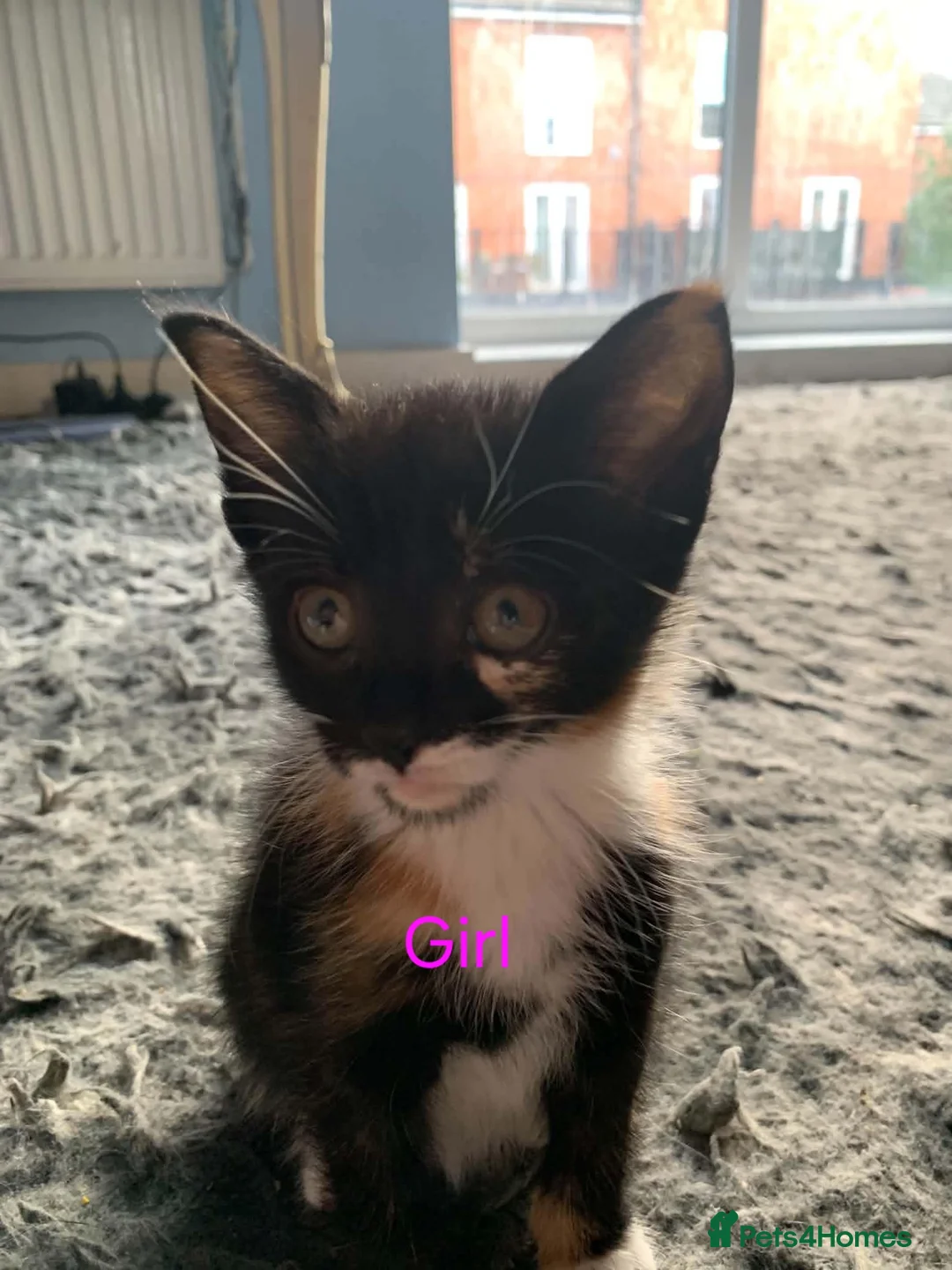 Mixed Breed cats for sale: Kittens for sale - Advert 2