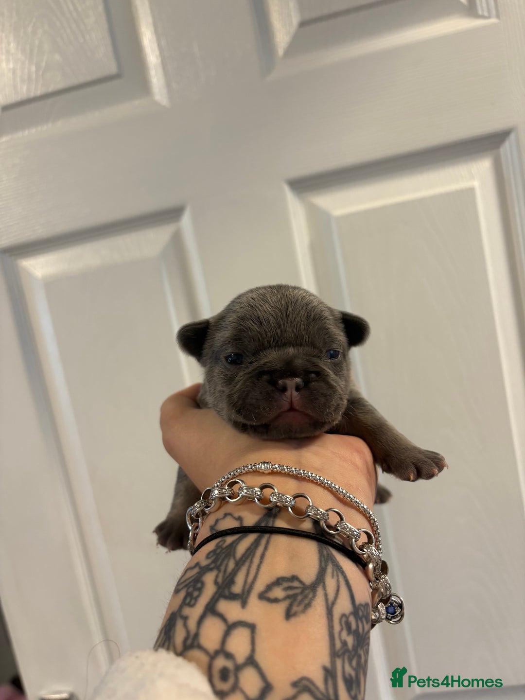 French Bulldog dogs for sale: The final 3 Kc registered French Bulldogs🐾 - Image 15