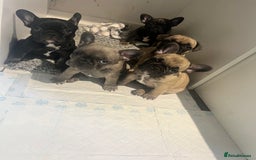 French Bulldog dogs for sale: French Buldog puppies  - Image 19