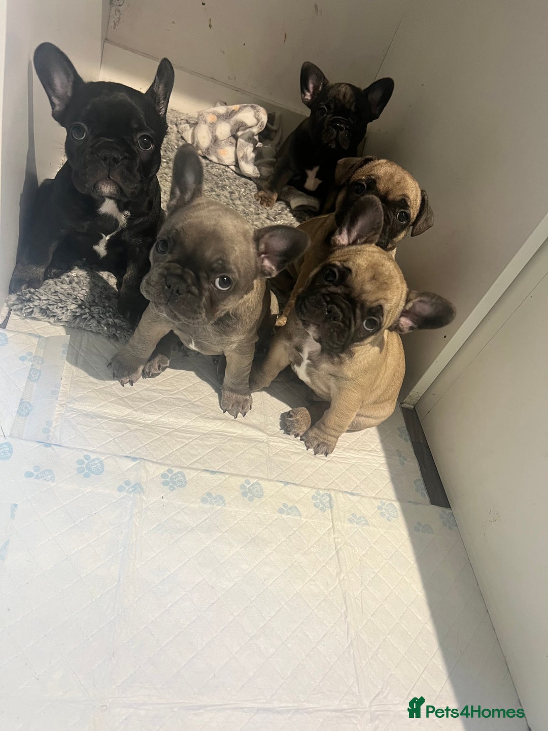 French Bulldog dogs for sale: French Buldog puppies  - Image 19