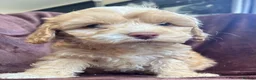 Cockapoo dogs for sale: Cockerpoo Puppies - Advert 11