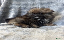 Pomeranian dogs for sale: Pomeranian Puppies BEAUTIFUL Ready Now  - Image 5