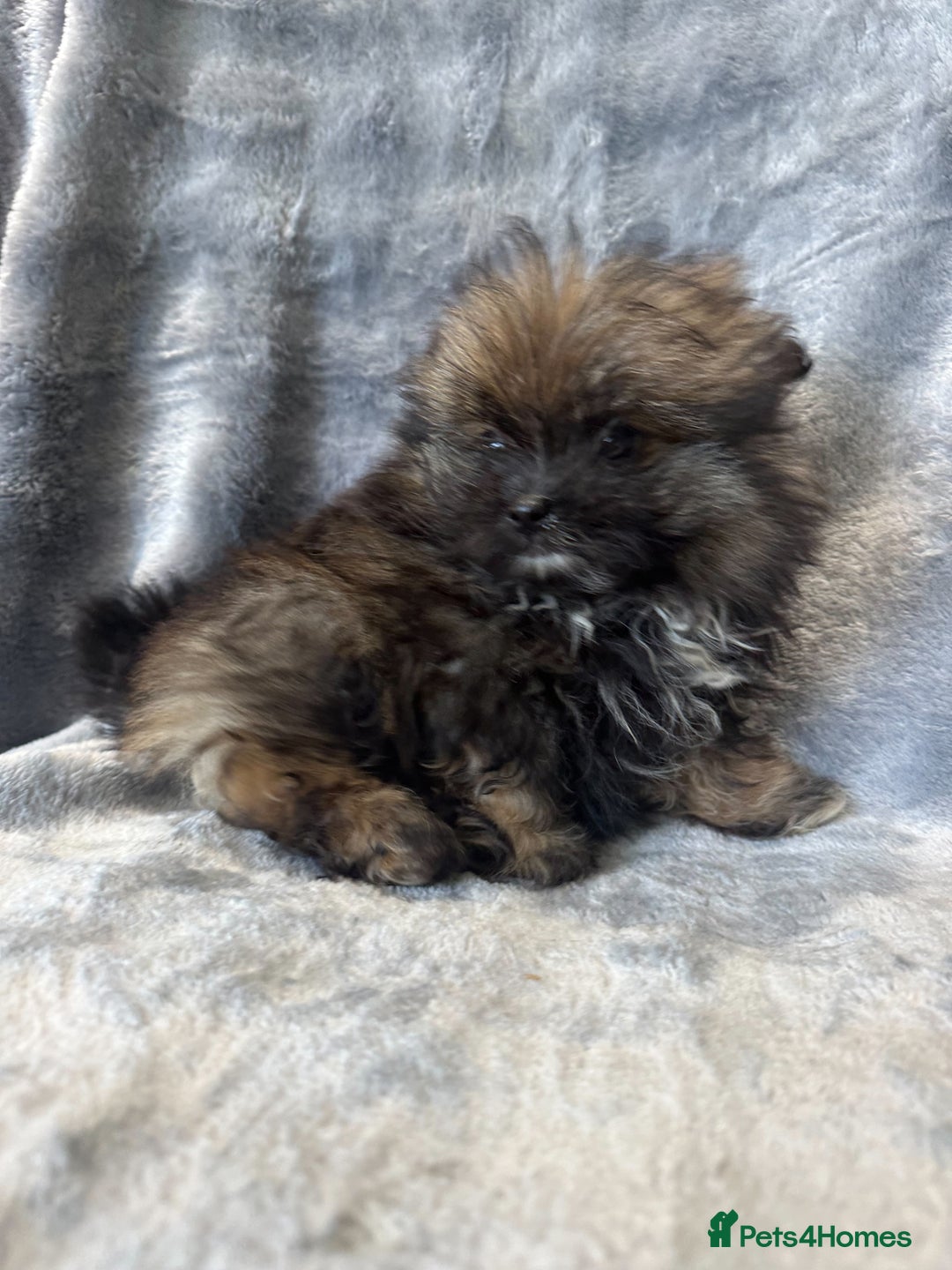 Pomeranian dogs for sale: Pomeranian Puppies BEAUTIFUL Ready Now  - Image 5