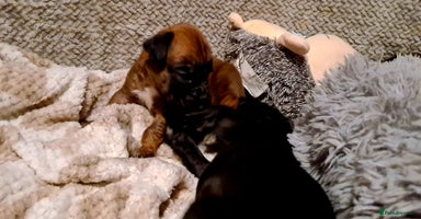 Boxer dogs - Advert 7