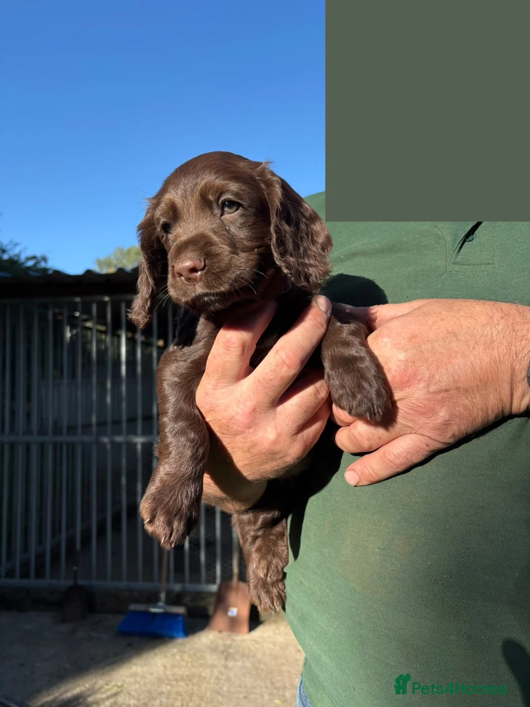 Cocker Spaniel dogs for sale: Working Cocker Spaniel Puppies in Thirsk - Advert 2