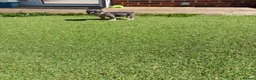 French Bulldog dogs for sale: French bulldog puppies 🐶  in Durham - Advert 5