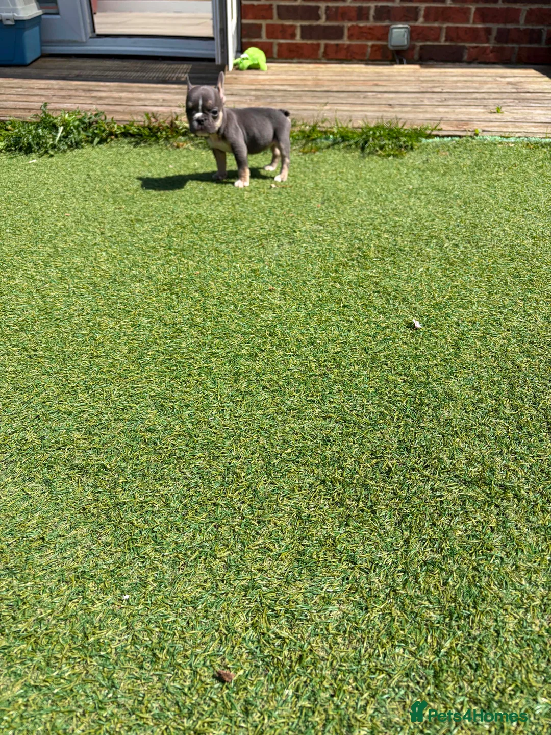 French Bulldog dogs for sale: French bulldog puppies 🐶  in Durham - Advert 5
