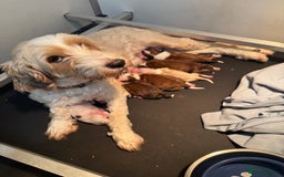 Tibetan Terrier dogs for sale: Tibetan terrier puppy. - Image 6