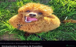 Cockapoo dogs for sale: Stunning F1 Show Toy Red Cockapoo puppies DNA ✔️ - Advert 19