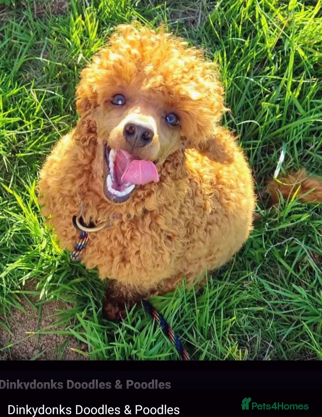 Cockapoo dogs for sale: Stunning F1 Show Toy Red Cockapoo puppies DNA ✔️ - Advert 19