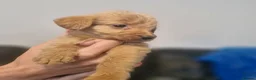 Labradoodle dogs for sale: Labradoodles  - Advert 13