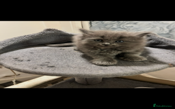 Ragdoll cats for sale: Ragdoll kittens  - Image 4