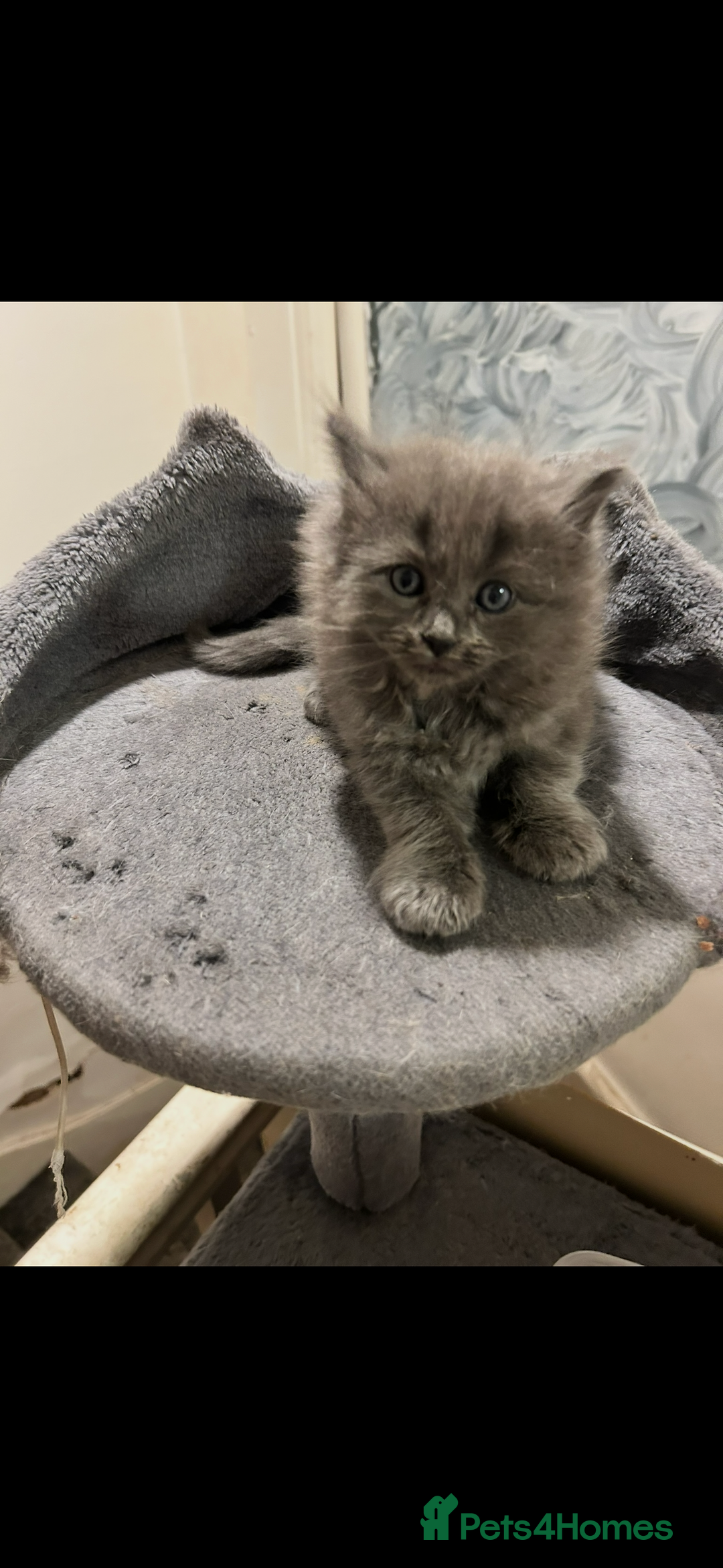 Ragdoll cats for sale: Ragdoll kittens  - Image 4