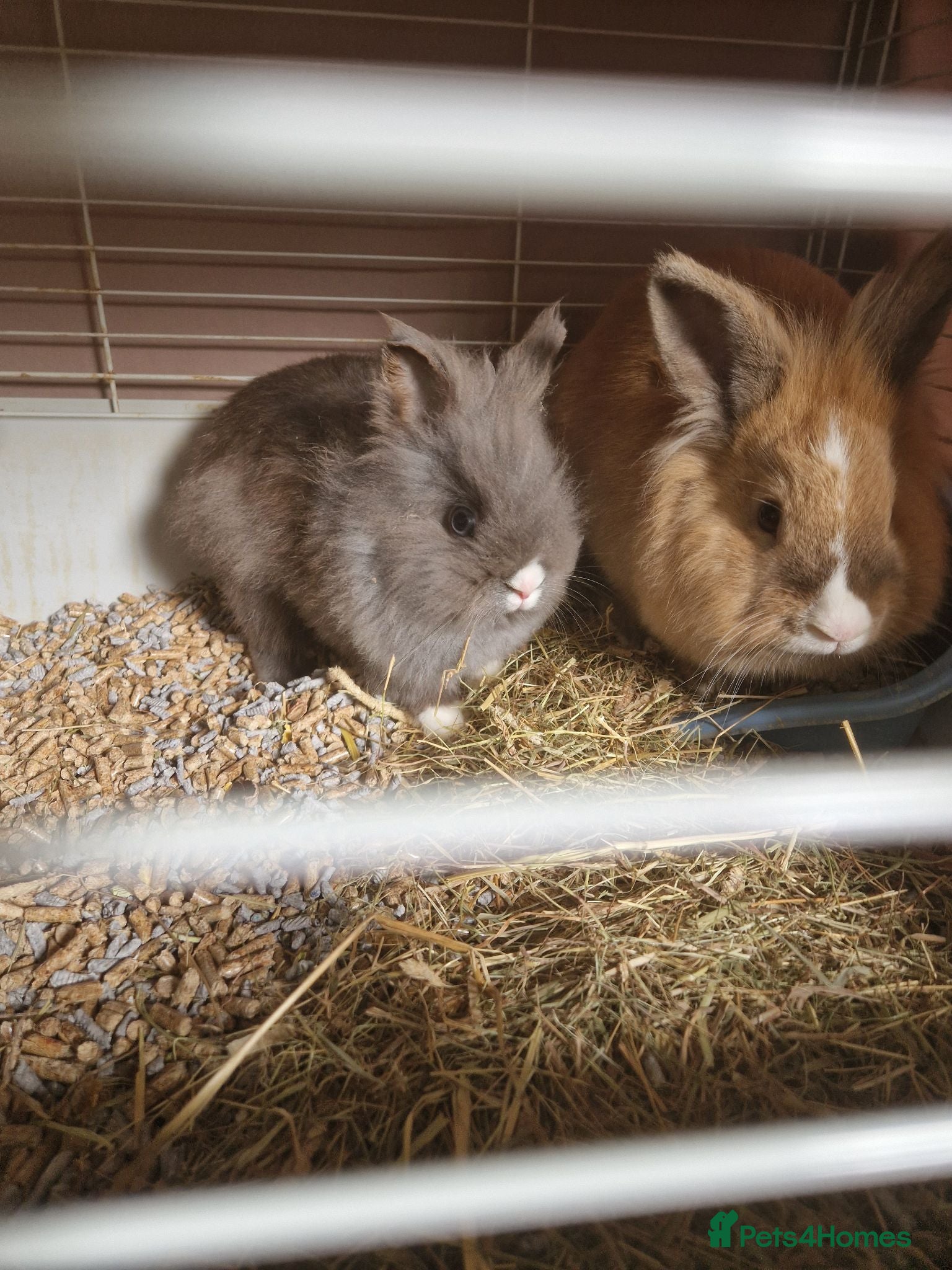 Mixed Breed rabbits 2 x lion head rabbits FREE - Advert 2