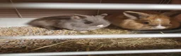 Mixed Breed rabbits for sale: 2 x lion head rabbits FREE - Advert 1
