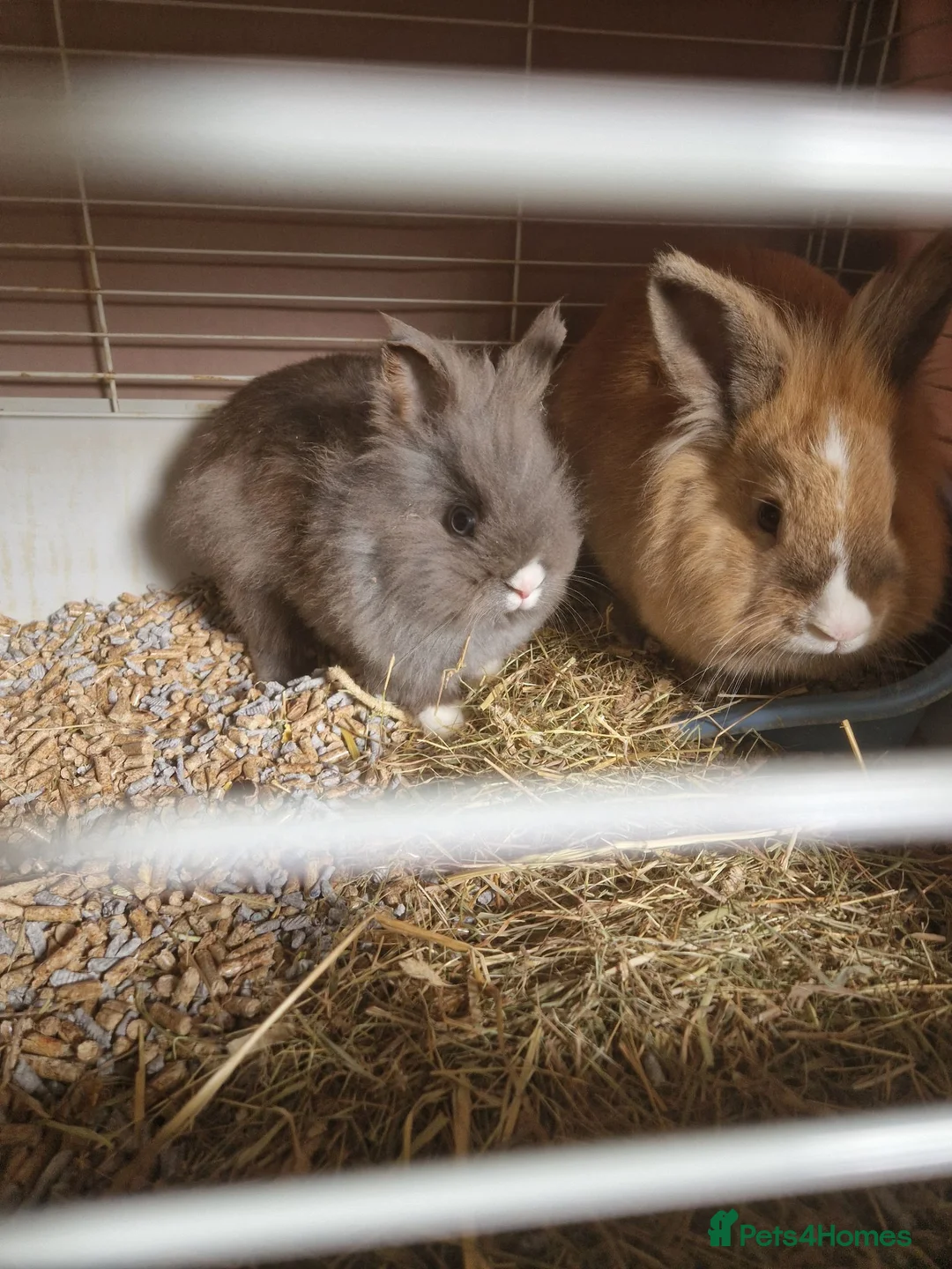 Mixed Breed rabbits for sale: 2 x lion head rabbits FREE - Advert 1