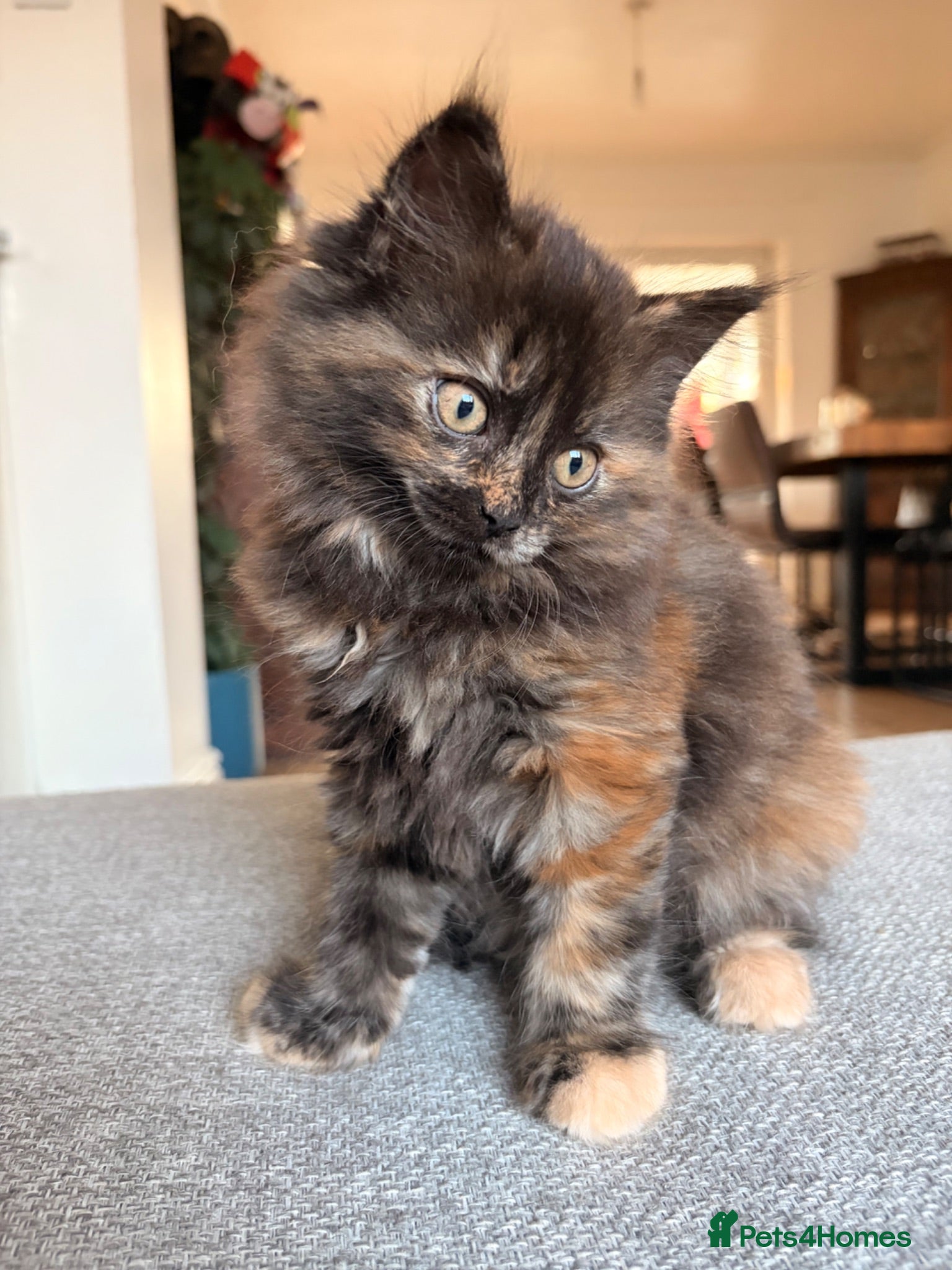 British Shorthair cats Beautiful BSH X Maine coon babies, last girl left - Advert 10