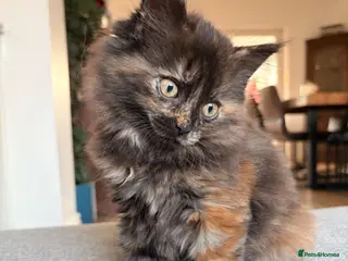 British Shorthair cats BSH X Maine coon, last girl, ready to leave now - Advert 2