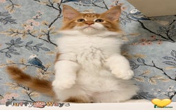Maine Coon cats for sale: 🐾🦁 *TICA REG* GINGER MAINE COON KITTENS🦁🐾 - Image 12