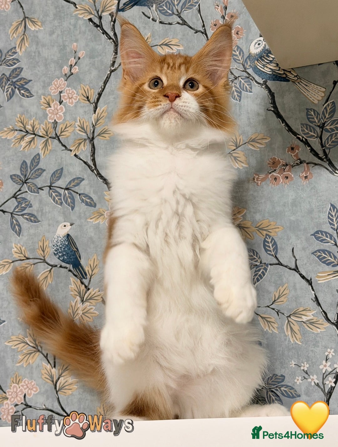 Maine Coon cats for sale: 🐾🦁 *TICA REG* GINGER MAINE COON KITTENS🦁🐾 - Image 12