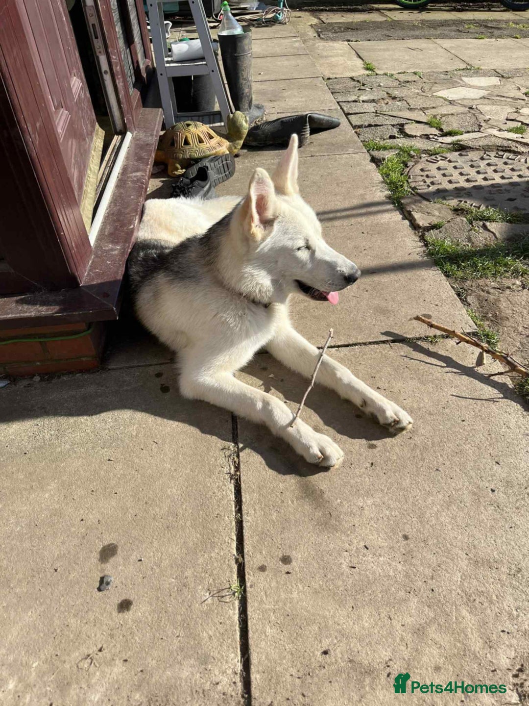 Shepsky dogs for sale: Bear shepsky  looking for his perfect home - Image 3