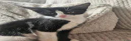 Mixed Breed cats for sale: Dainty little black & white female kitten - Advert 6