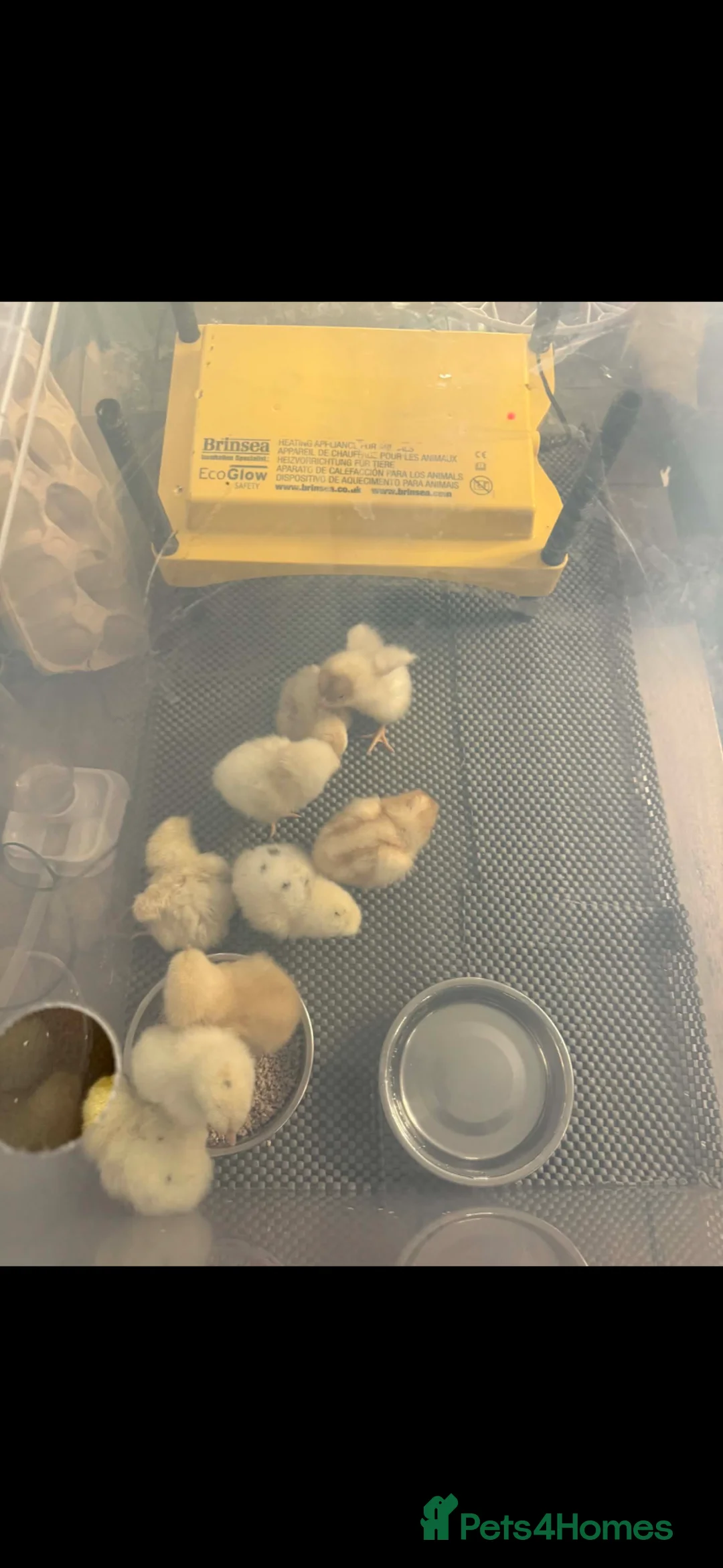 Chickens poultry for sale: Hybrid nova browns - Advert 5