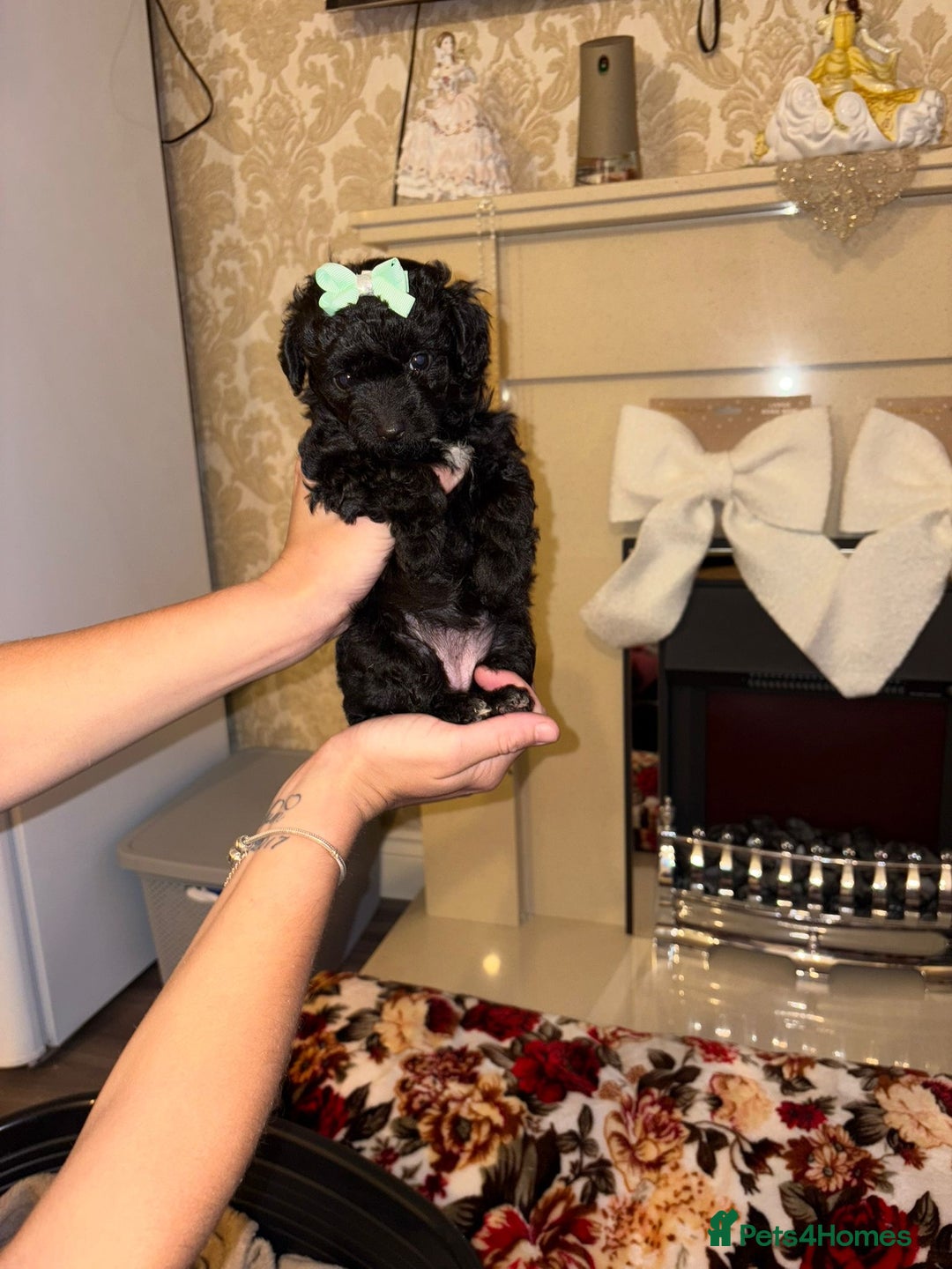 Jackapoo dogs for sale: Beautiful jackapoo girls  - Image 2