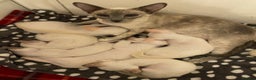 Siamese cats for sale: Siamese kittens for sale  - Advert 1