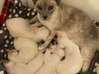 Siamese cats Siamese kittens for sale - Advert 11