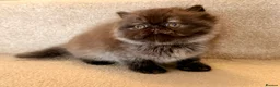 Persian cats for sale: Beautiful Pedigree Persian 1 Male 1 Female - Advert 3