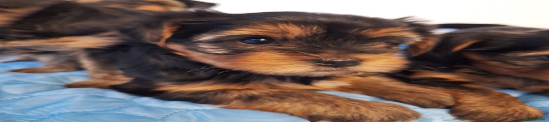 Yorkshire Terrier Puppy 3