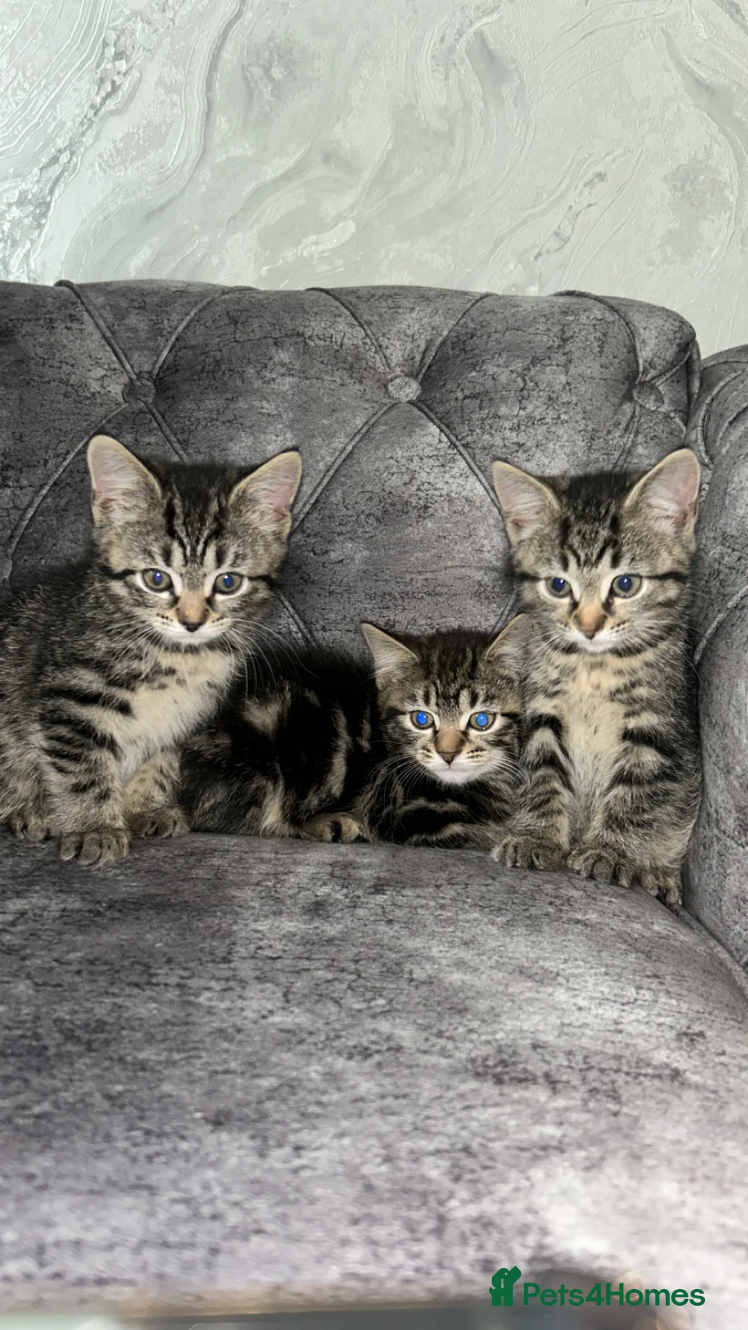 Domestic Shorthair cats for sale: Adorable tabby’s kittens - Advert 1