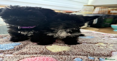 Yorkshire Terrier dogs - Advert 2