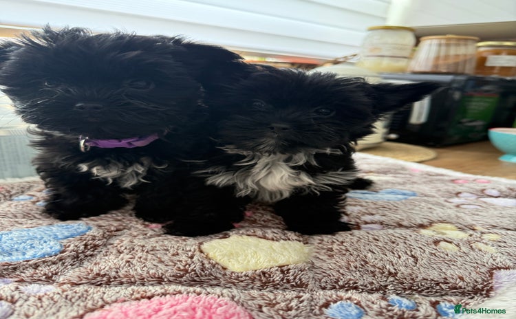 Yorkshire Terrier dogs - Advert 3