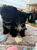 Yorkshire Terrier dogs - Advert 3